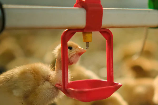 Waterers & Hydration